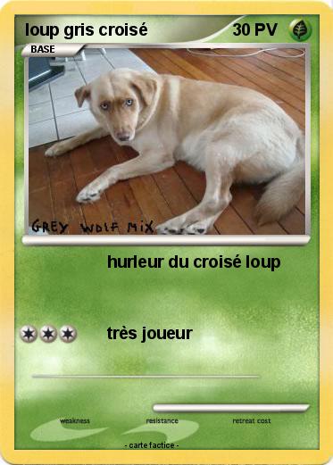 Pokemon loup gris croisé