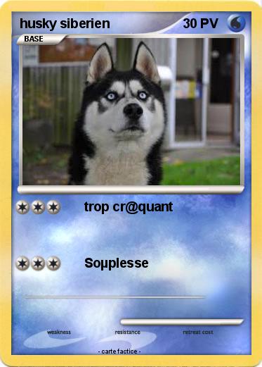 Pokemon husky siberien