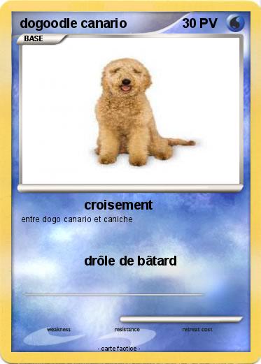 Pokemon dogoodle canario