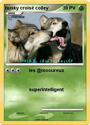 Pokemon husky croisé colley