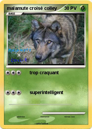 Pokemon malamute croisé colley