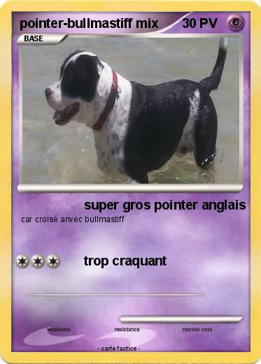 Pokemon pointer-bullmastiff mix