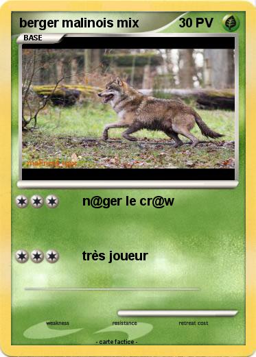 Pokemon berger malinois mix