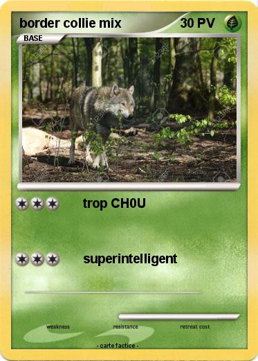 Pokemon border collie mix