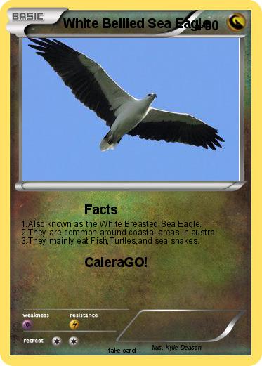 Pokemon White Bellied Sea Eagle