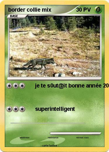 Pokemon border collie mix
