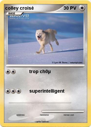 Pokemon colley croisé