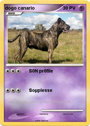 Pokemon dogo canario