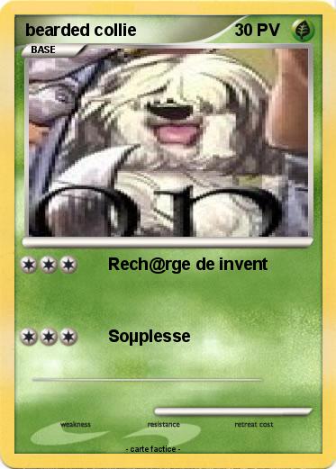 Pokemon bearded collie