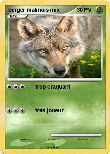 Pokemon berger malinois mix