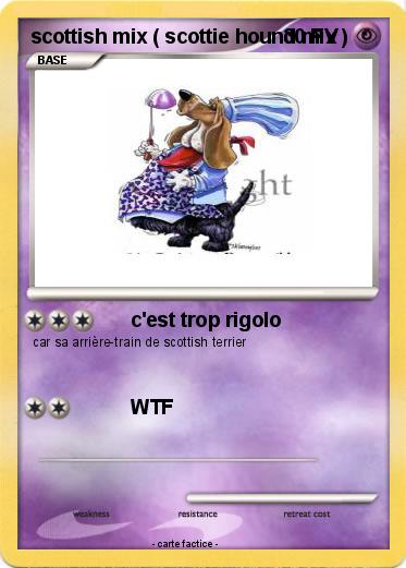 Pokemon scottish mix ( scottie hound mix )