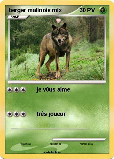 Pokemon berger malinois mix
