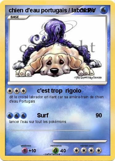 Pokemon chien d'eau portugais / labrador