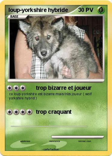 Pokemon loup-yorkshire hybride