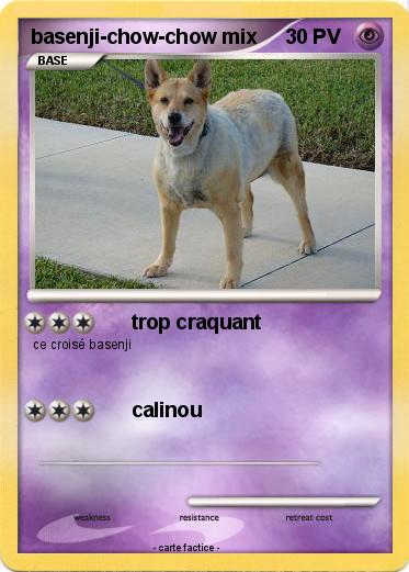 Pokemon basenji-chow-chow mix