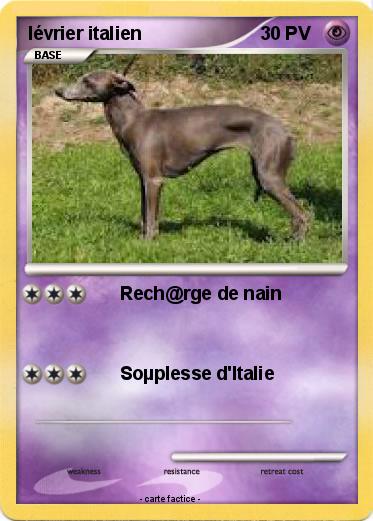 Pokemon lévrier italien