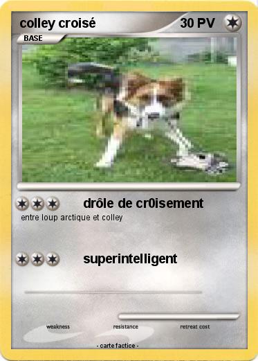 Pokemon colley croisé