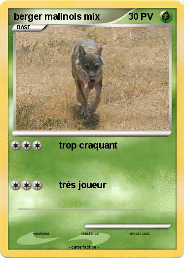 Pokemon berger malinois mix