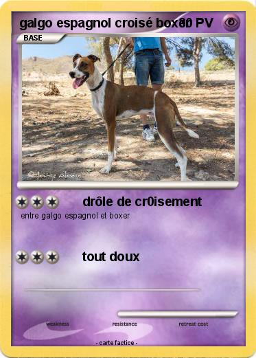 Pokemon galgo espagnol croisé boxer