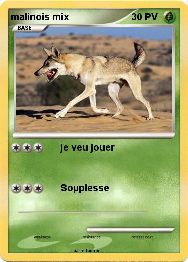 Pokemon malinois mix