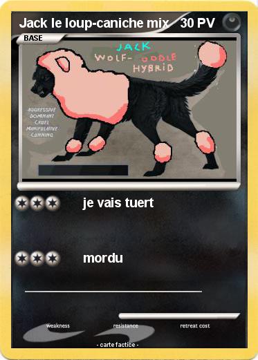 Pokemon Jack le loup-caniche mix