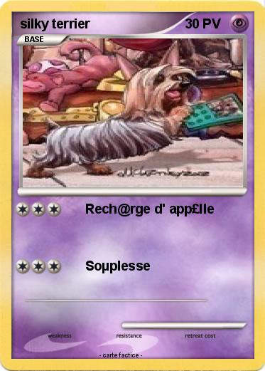 Pokemon silky terrier