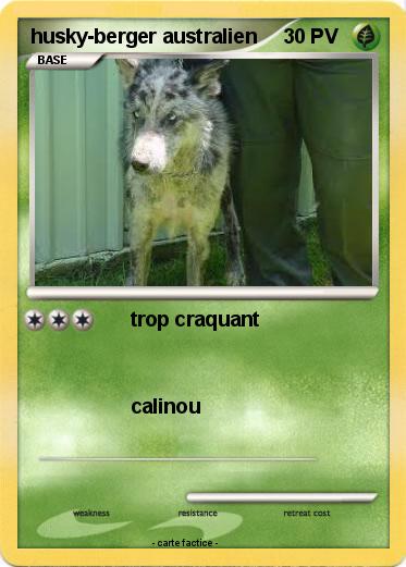 Pokemon husky-berger australien