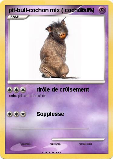 Pokemon pit-bull-cochon mix ( cochobull )