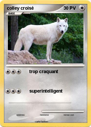 Pokemon colley croisé