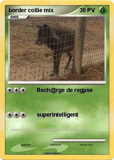 Pokemon border collie mix