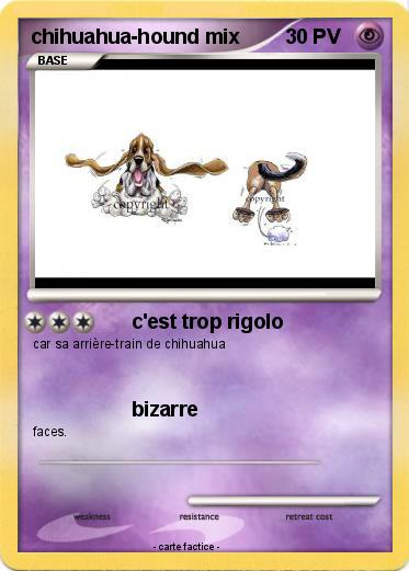 Pokemon chihuahua-hound mix