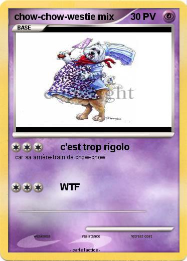 Pokemon chow-chow-westie mix