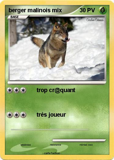 Pokemon berger malinois mix