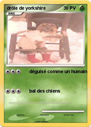 Pokemon drôle de yorkshire