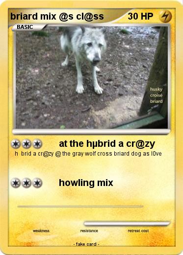 Pokemon briard mix @s cl@ss