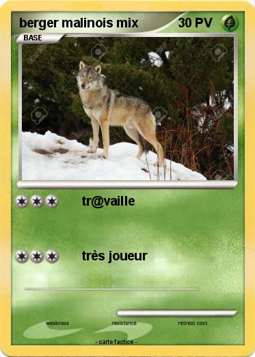 Pokemon berger malinois mix