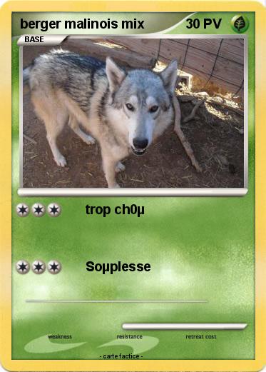 Pokemon berger malinois mix