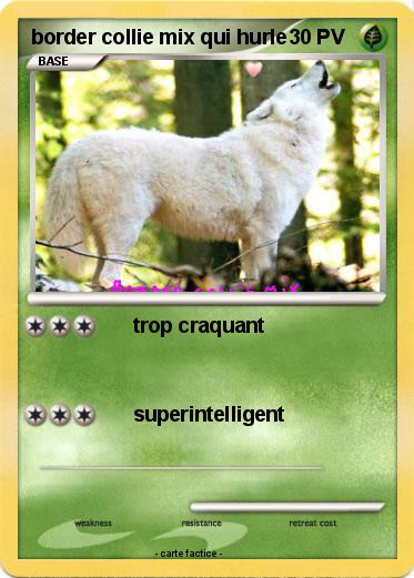 Pokemon border collie mix qui hurle