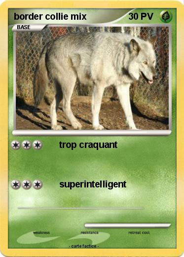 Pokemon border collie mix