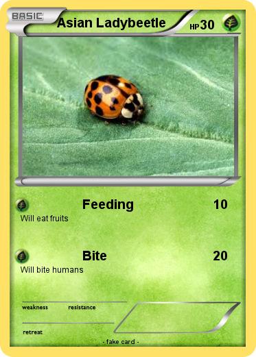 Pokemon Asian Ladybeetle