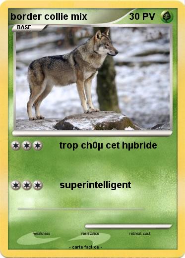 Pokemon border collie mix