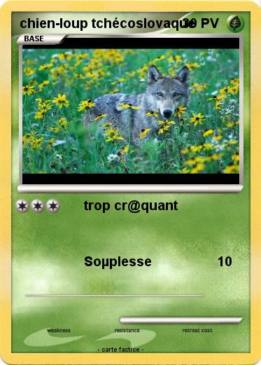 Pokemon chien-loup tchécoslovaque