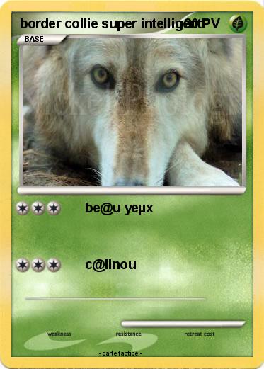 Pokemon border collie super intelligent