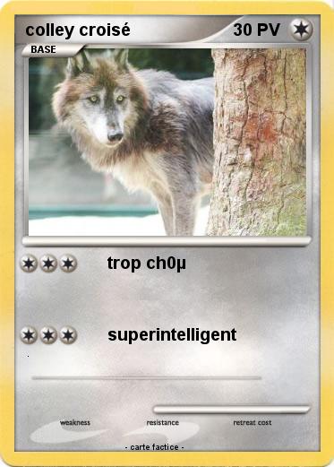 Pokemon colley croisé