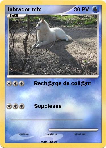 Pokemon labrador mix