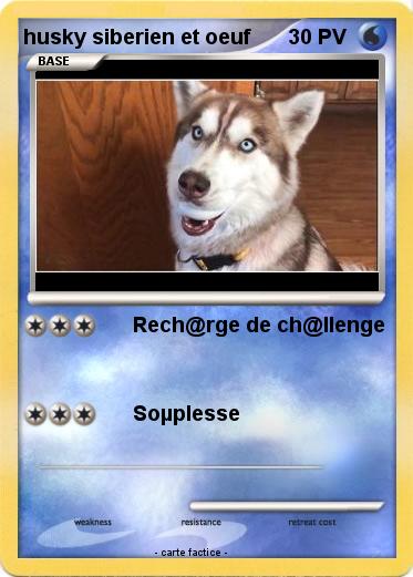 Pokemon husky siberien et oeuf