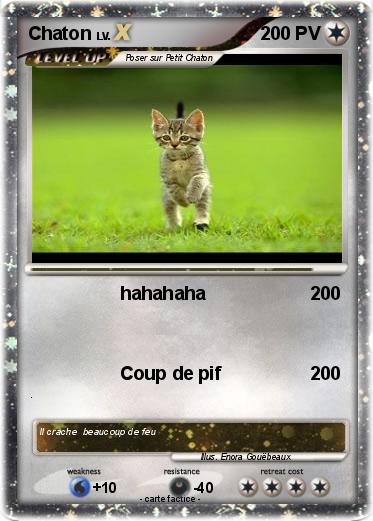 Pokemon Chaton