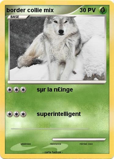 Pokemon border collie mix