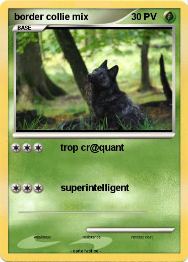 Pokemon border collie mix
