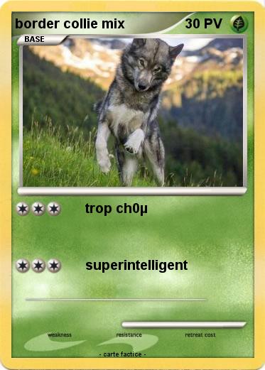 Pokemon border collie mix